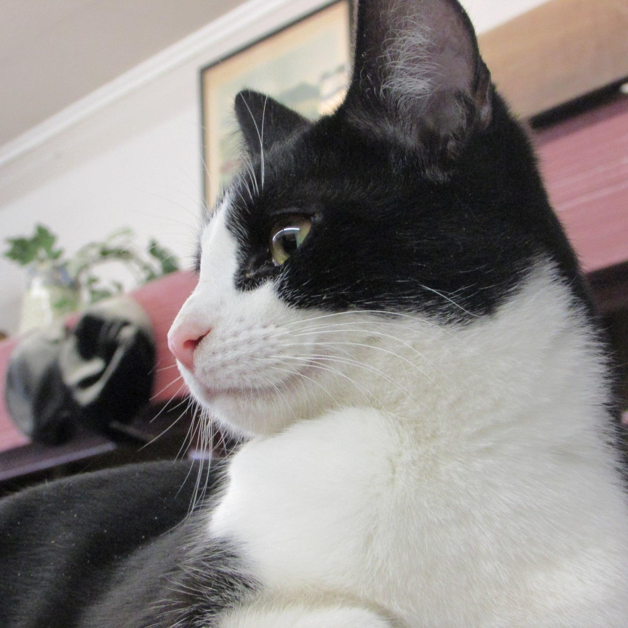 Enlarge Bullet, a Adoptable Domestic Short Hair in Coldwater, MI image 2/6