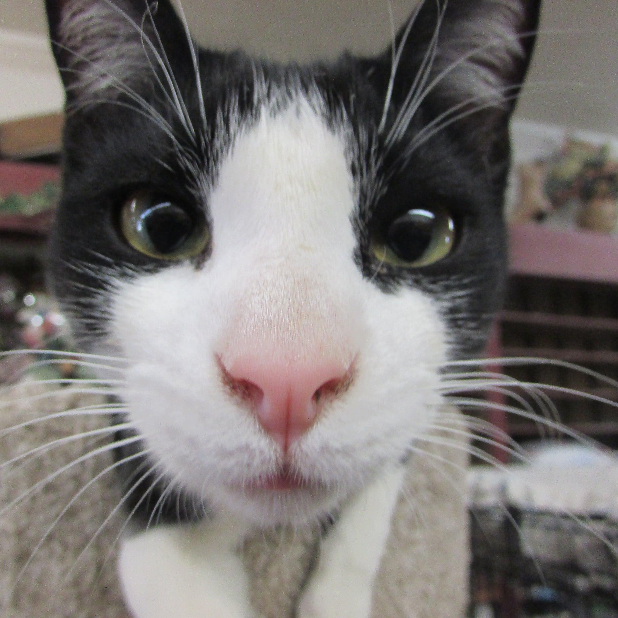 Enlarge Bullet, a Adoptable Domestic Short Hair in Coldwater, MI image 3/6