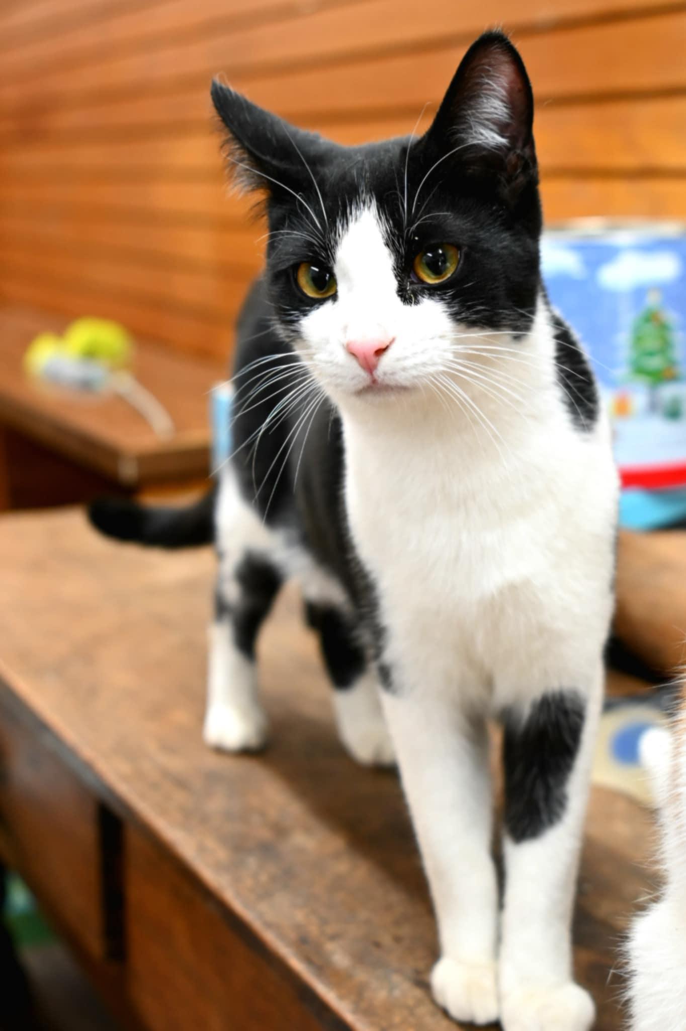 Enlarge Bullet, a Adoptable Domestic Short Hair in Coldwater, MI image 4/6