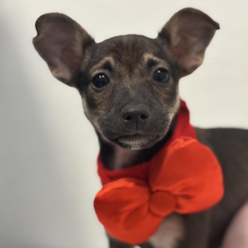 Faye B1115, a Adoptable mixed breed in Allen, TX image 1/6