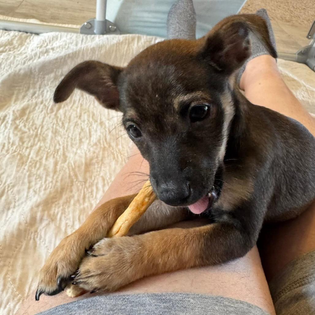 Faye B1115, a Adoptable mixed breed in Allen, TX image 2/6