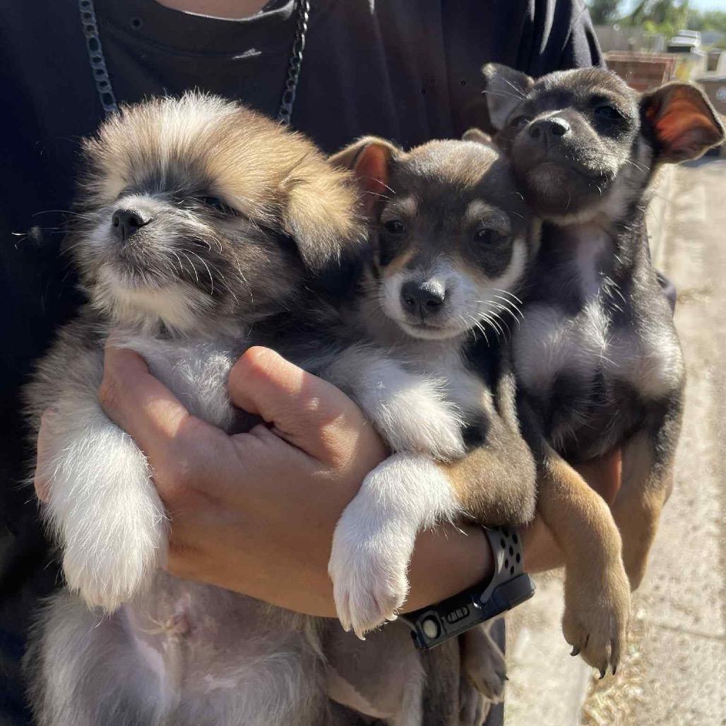 Faye B1115, a Adoptable mixed breed in Allen, TX image 3/6