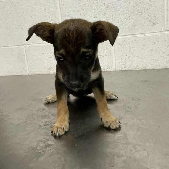 Faye B1115, a Adoptable mixed breed in Allen, TX image 4/6