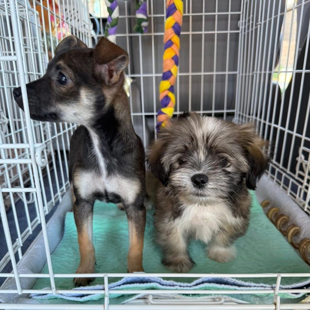 Faye B1115, a Adoptable mixed breed in Allen, TX image 5/6