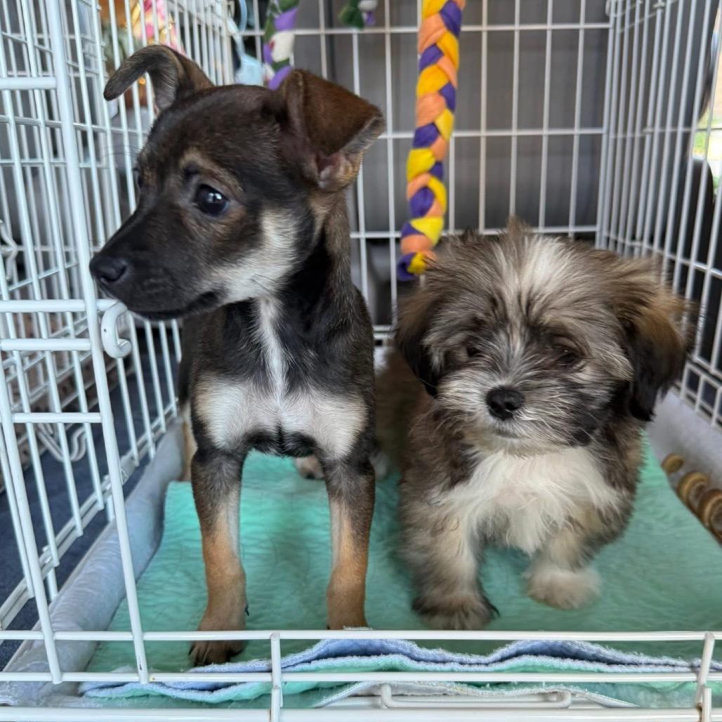 Faye B1115, a Adoptable mixed breed in Allen, TX image 6/6