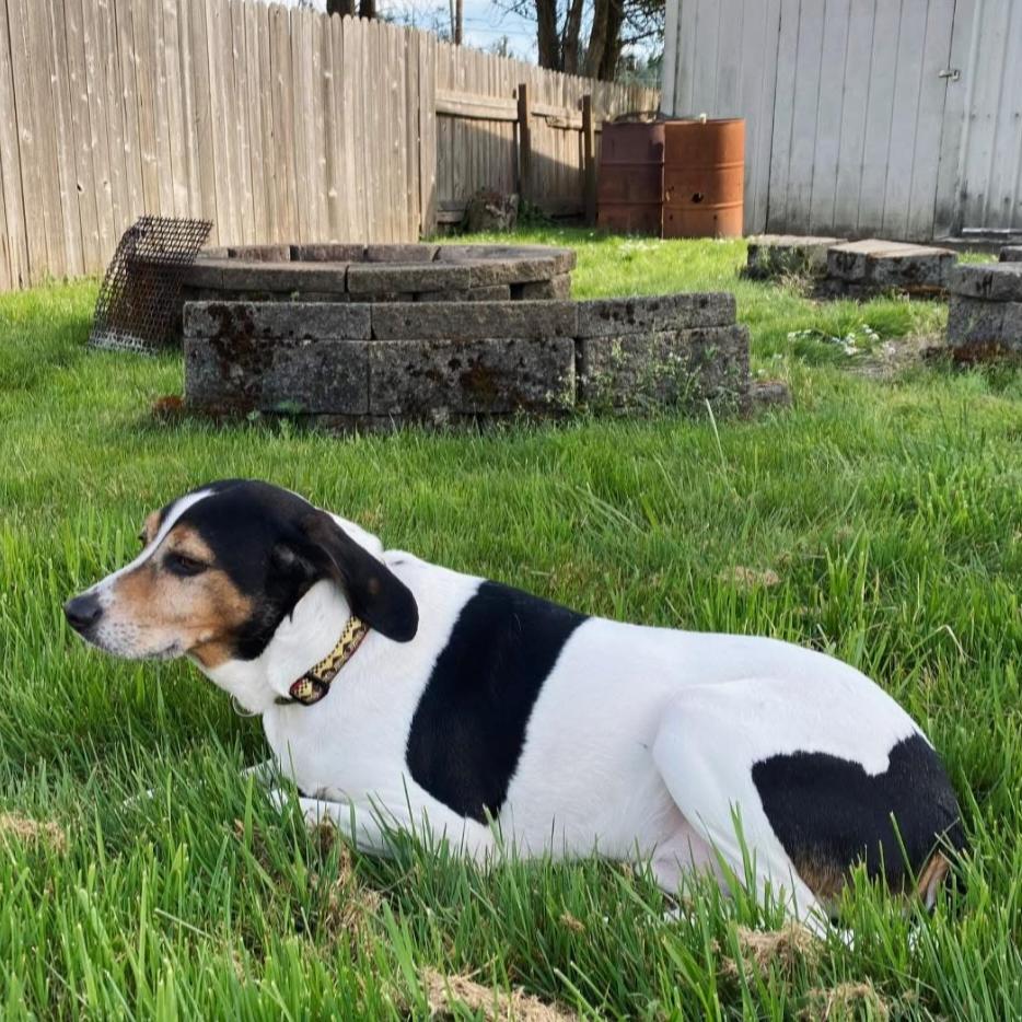 Buster, Adoptable, Senior Male Terrier & Hound.