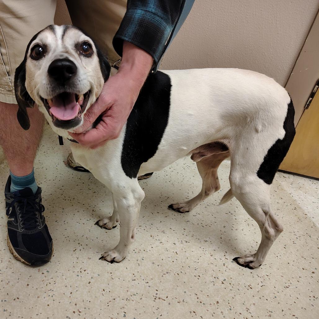 Buster, a Adoptable mixed breed in Coos Bay, OR image 2/5