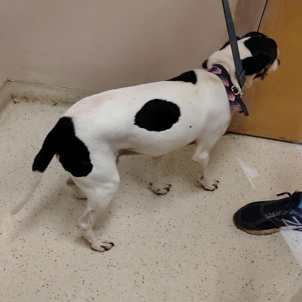 Buster, a Adoptable mixed breed in Coos Bay, OR image 3/5