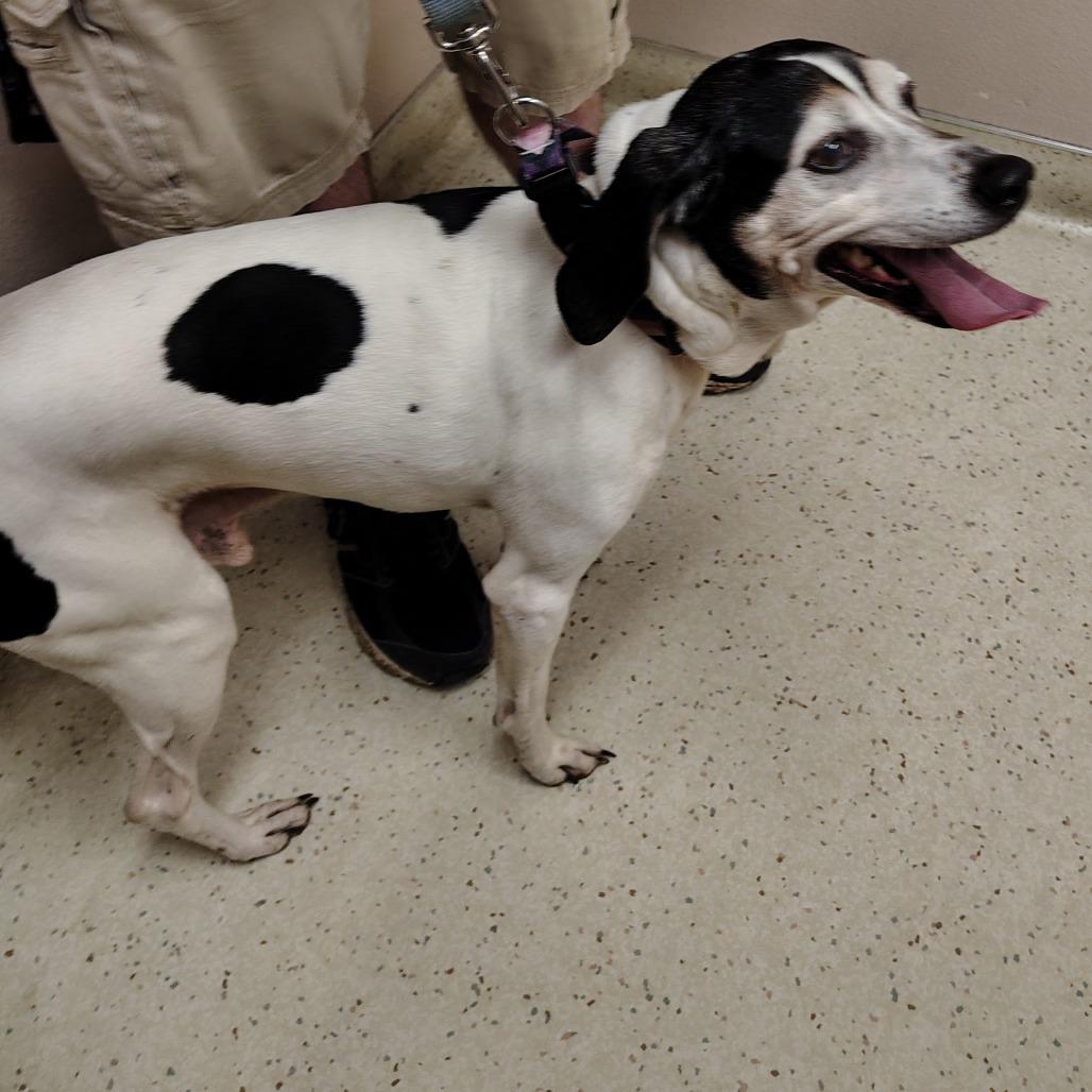 Buster, a Adoptable mixed breed in Coos Bay, OR image 4/5