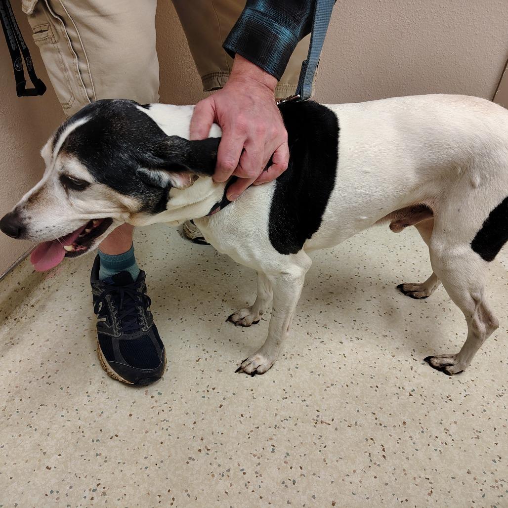 Buster, a Adoptable mixed breed in Coos Bay, OR image 5/5