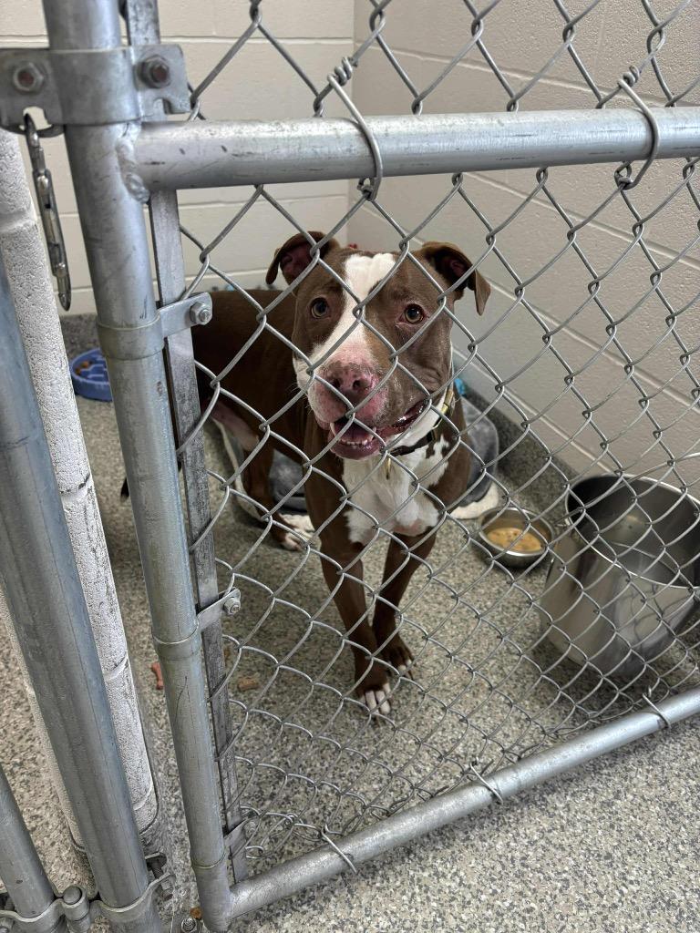 Enlarge Tuckie, a Adoptable mixed breed in Van Wert, OH image 1/2