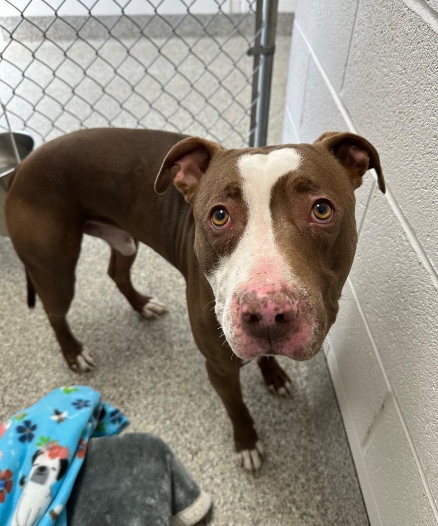 Enlarge Tuckie, a Adoptable mixed breed in Van Wert, OH image 2/2