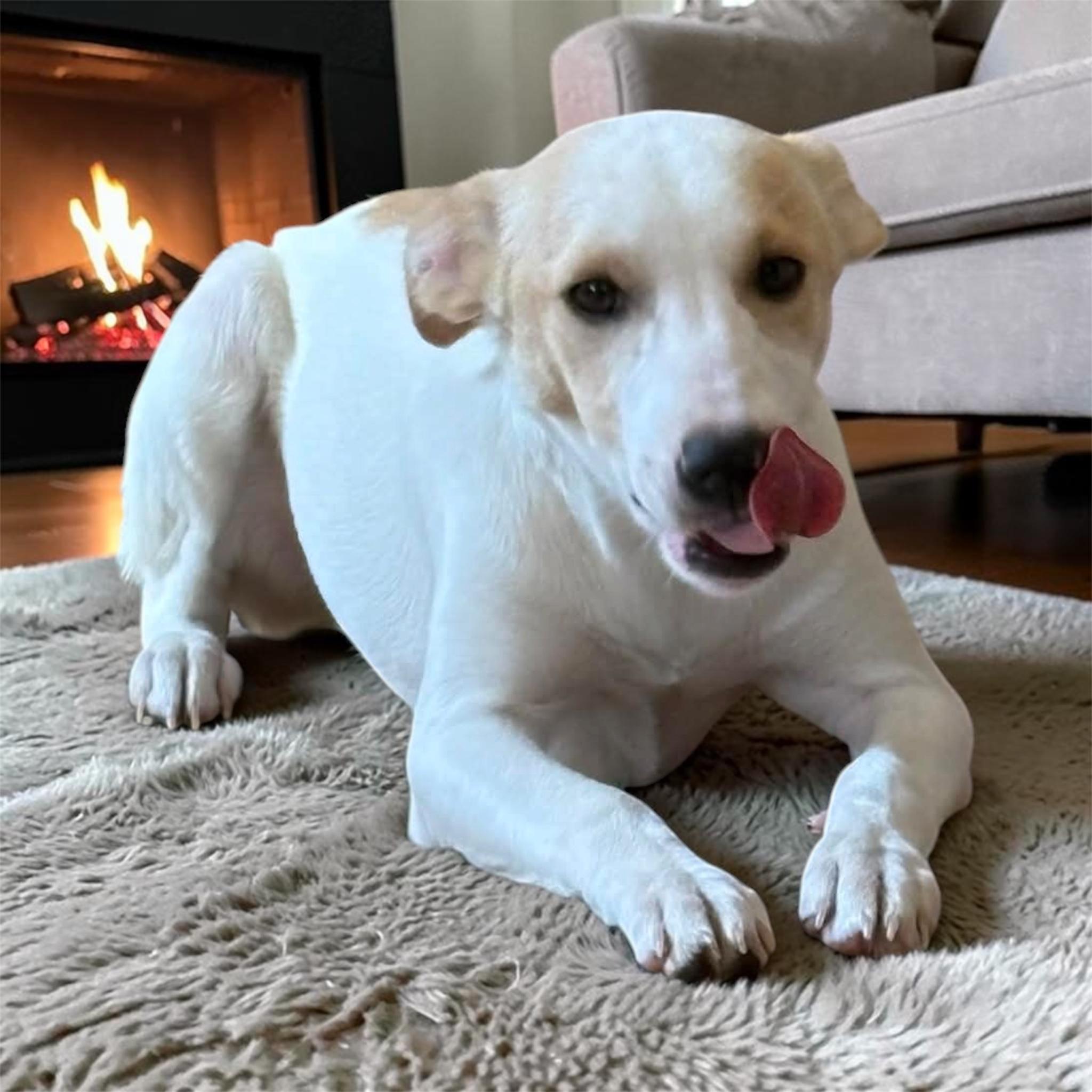 Enlarge Lilith, a ADOPTABLE mixed breed in Woodbury, NJ image 2/3