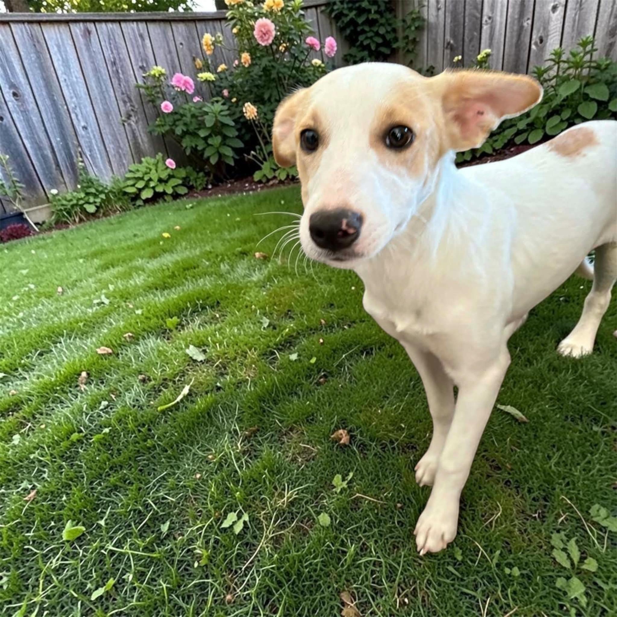 Lilith, ADOPTABLE, Puppy Female Parson Russell Terrier.