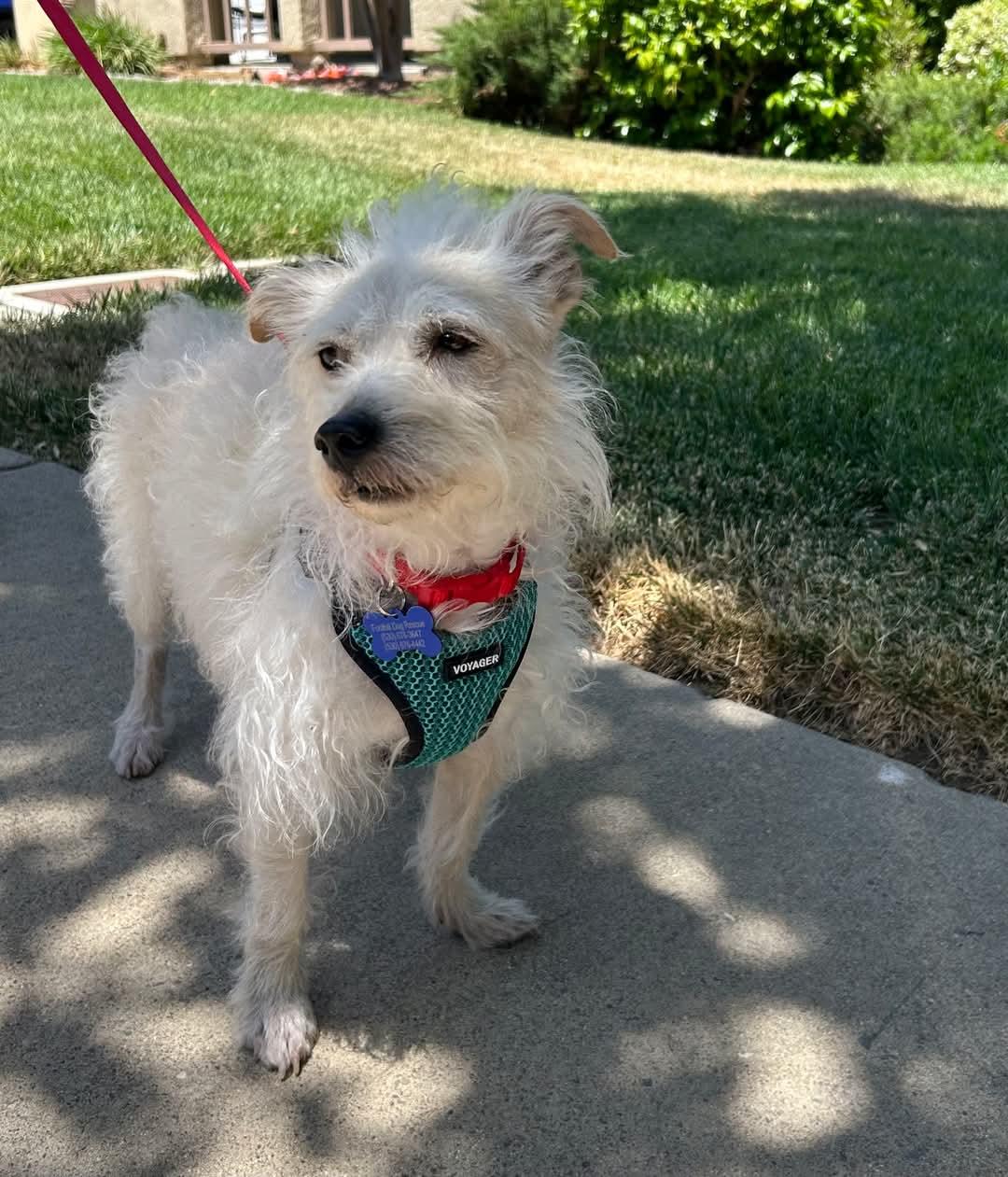 25Robin, Adult Male Terrier