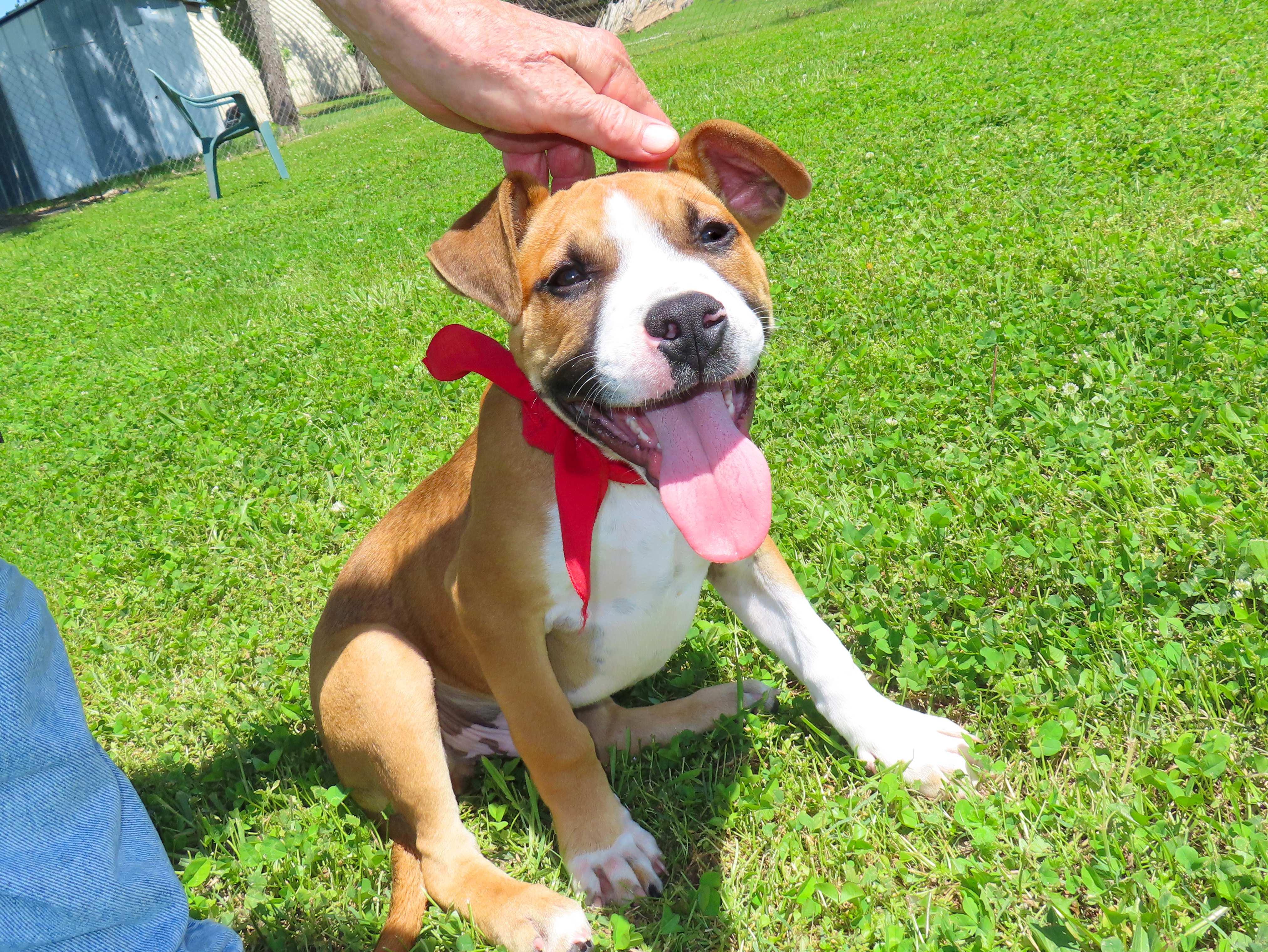 Andy 26C-77A, an adopted mixed breed in Rogers, AR image 5/5