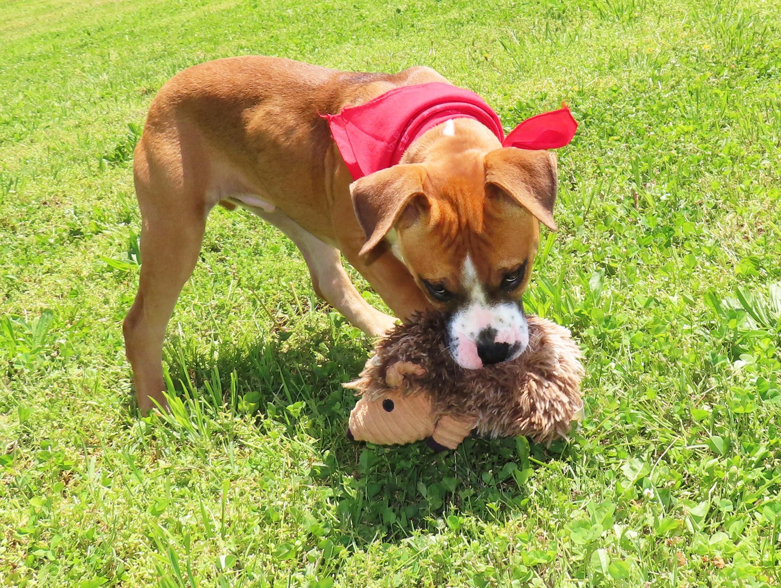 Andy 26C-77A, an adopted mixed breed in Rogers, AR image 3/5