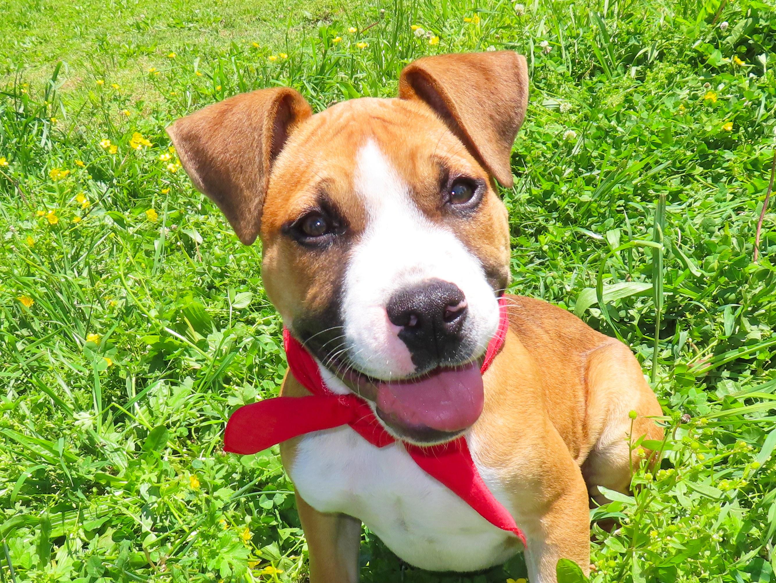 Andy 26C-77A, an adopted mixed breed in Rogers, AR image 1/5