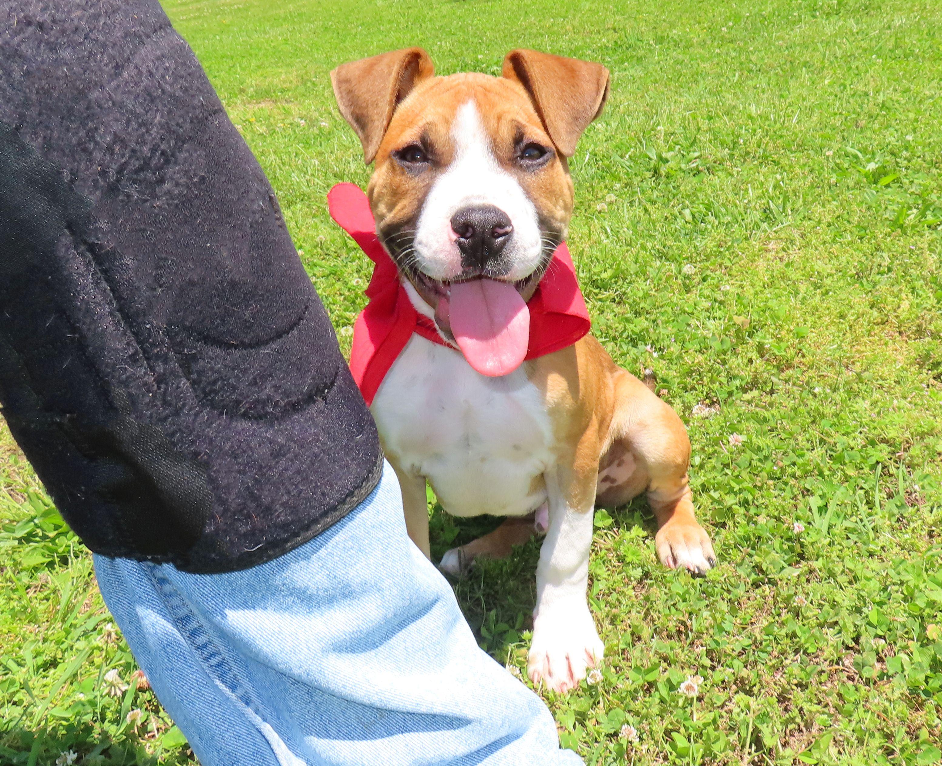 Andy 26C-77A, an adopted mixed breed in Rogers, AR image 4/5