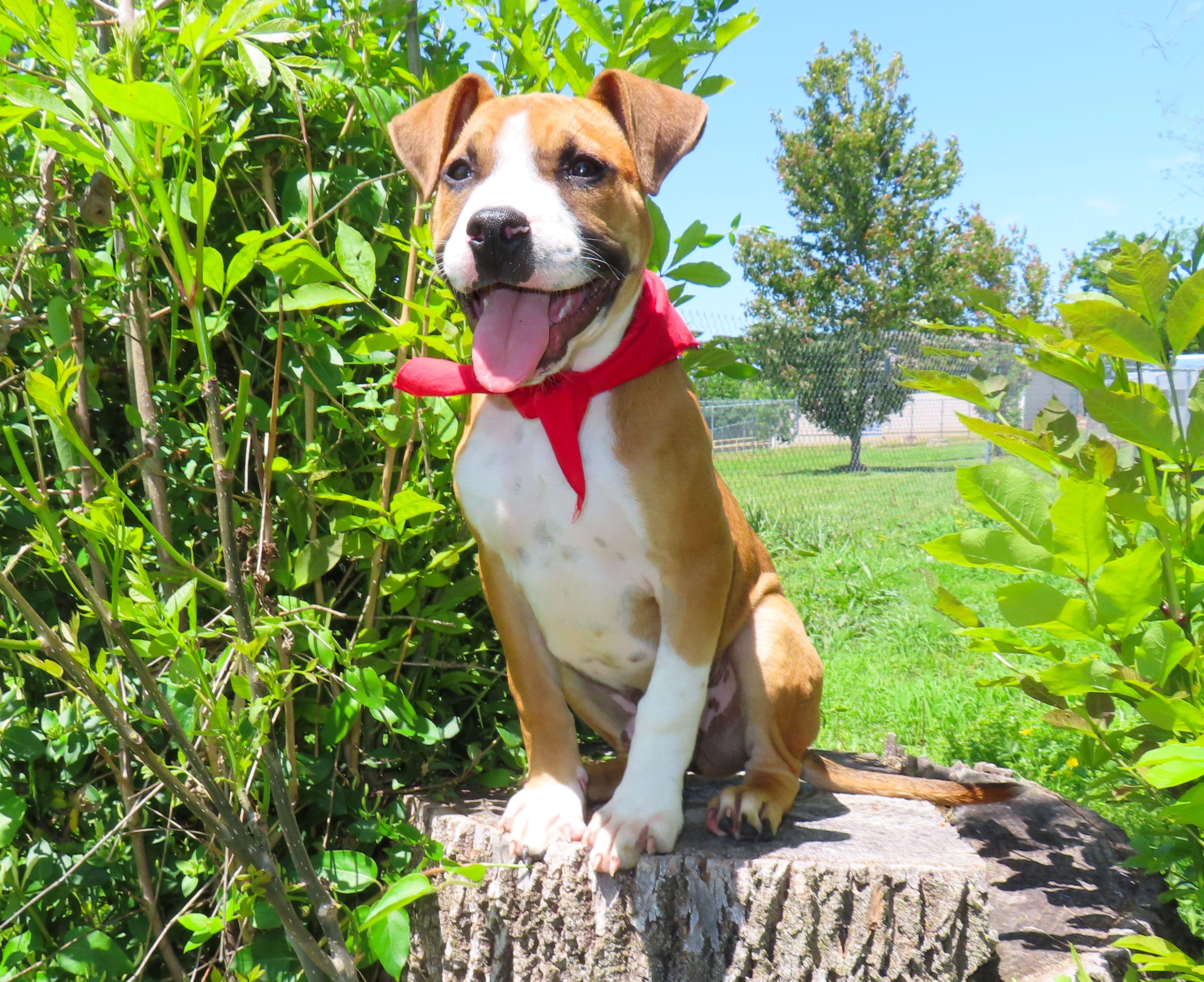 Andy 26C-77A, an adopted mixed breed in Rogers, AR image 2/5