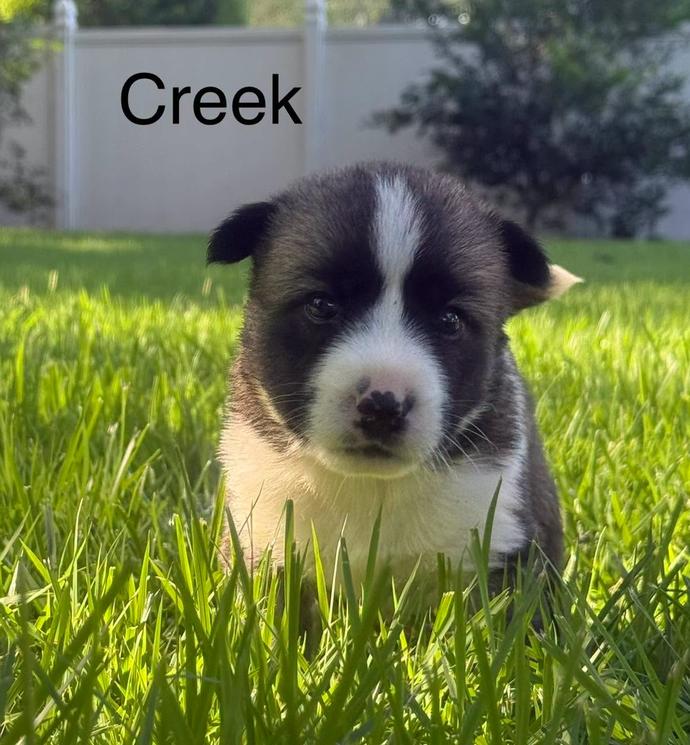 Creek, an adopted mixed breed in Eutawville, SC image 3/5