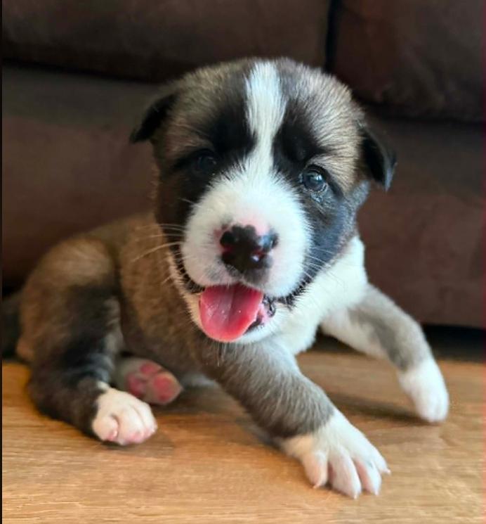 Creek, adopted, Puppy Male Mixed Breed.