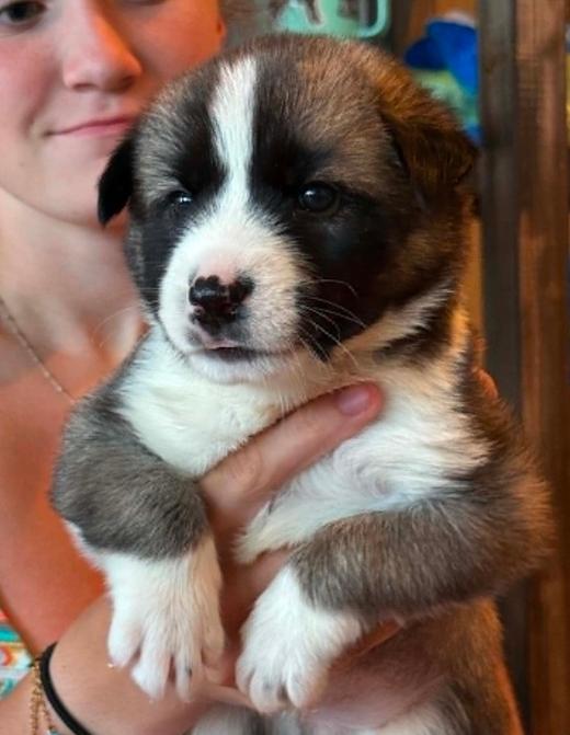 Creek, an adopted mixed breed in Eutawville, SC image 2/5