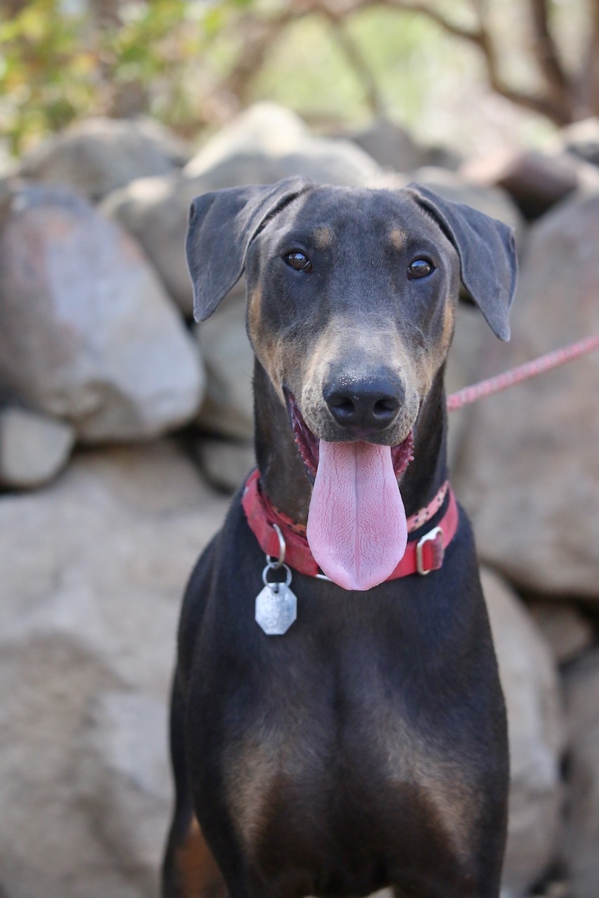 Lukas, Adoptable, Young Male Doberman Pinscher.