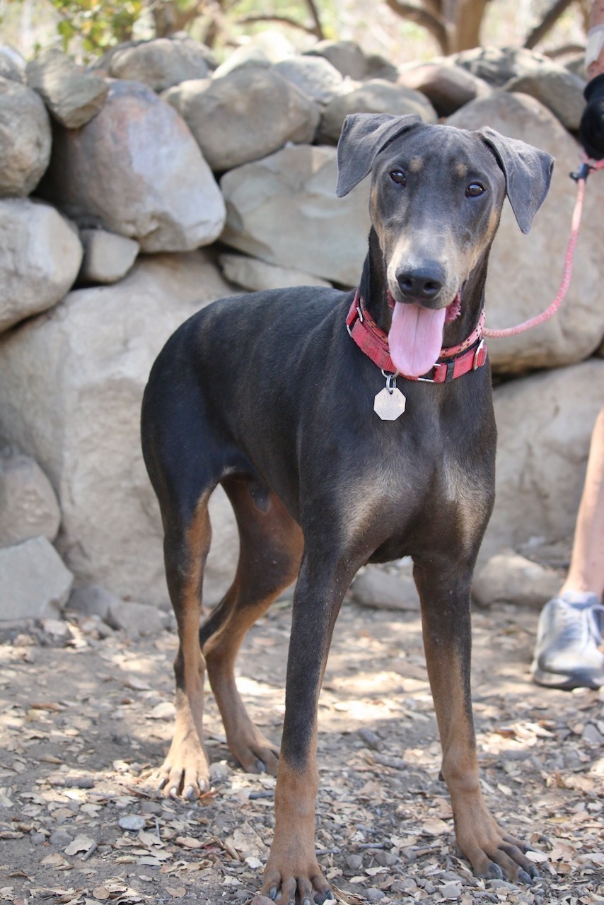 Enlarge Lukas, a Adoptable Doberman Pinscher in Fillmore, CA image 2/12