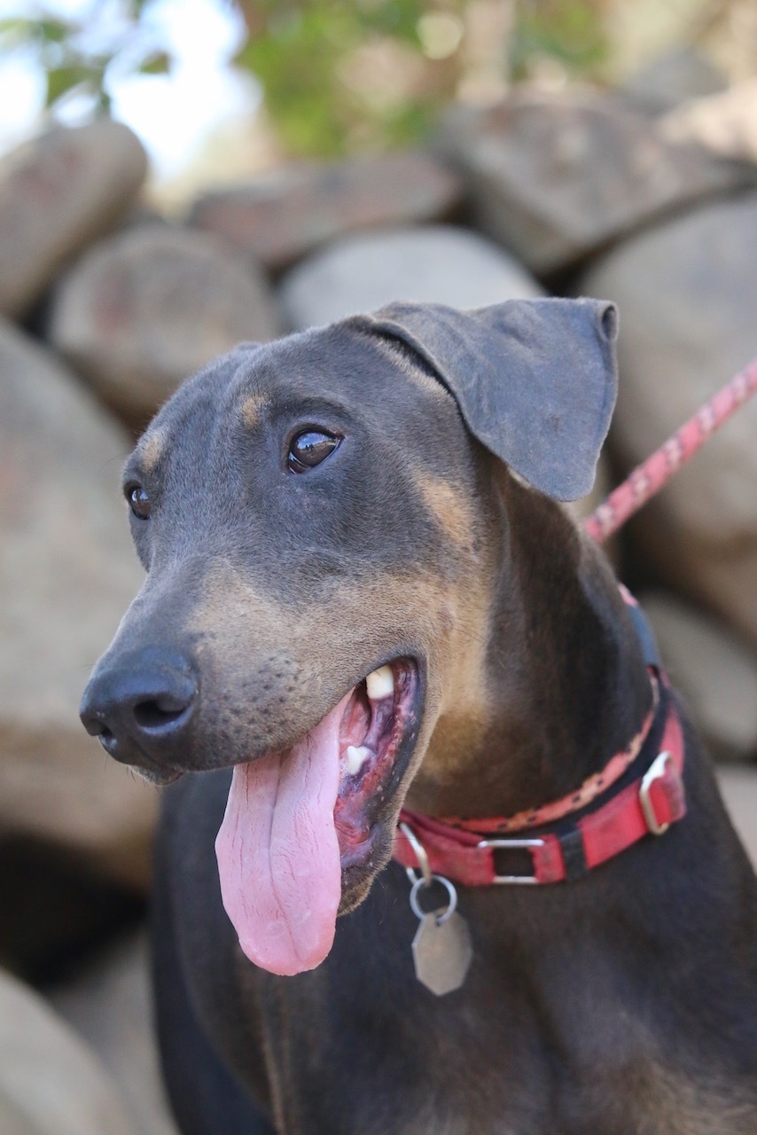 Enlarge Lukas, a Adoptable Doberman Pinscher in Fillmore, CA image 3/12