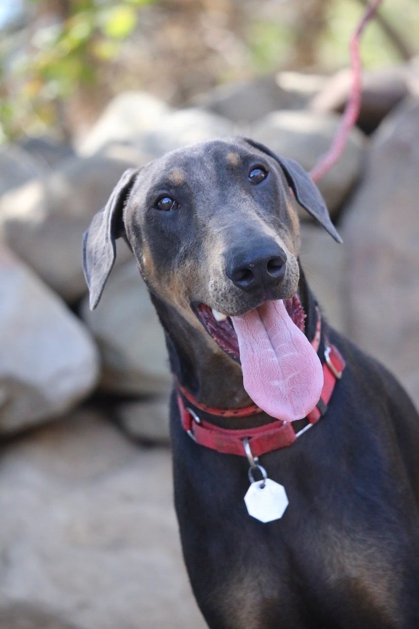 Enlarge Lukas, a Adoptable Doberman Pinscher in Fillmore, CA image 4/12