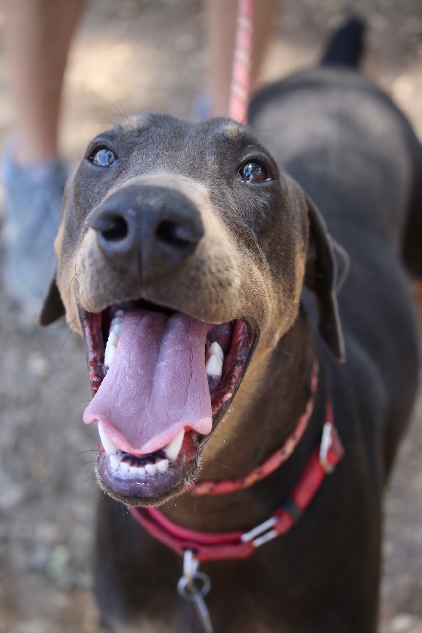 Enlarge Lukas, a Adoptable Doberman Pinscher in Fillmore, CA image 5/12