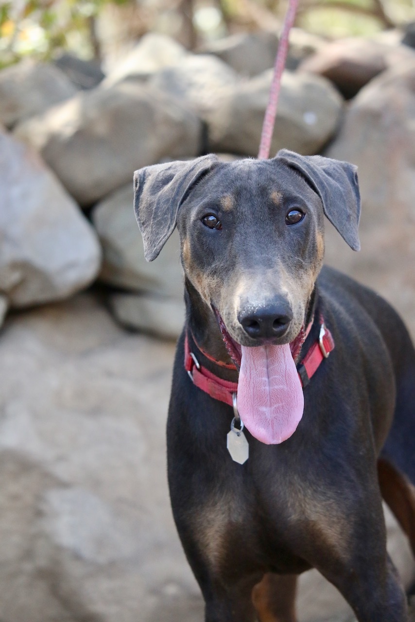 Enlarge Lukas, a Adoptable Doberman Pinscher in Fillmore, CA image 6/12