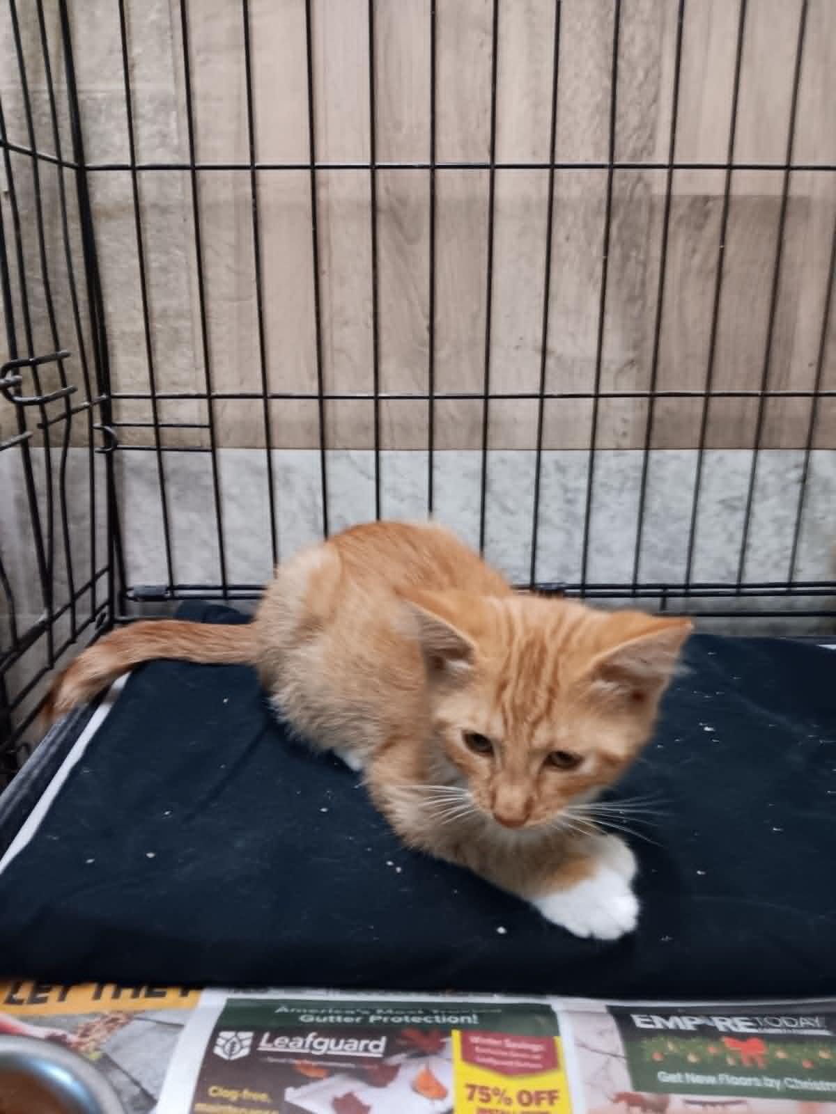 Enlarge Ollie, a ADOPTABLE Domestic Medium Hair in Monticello, IN image 2/2