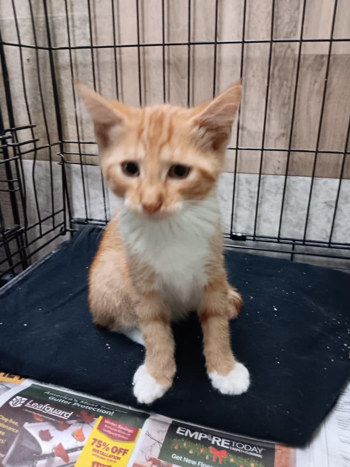 Enlarge Ollie, a ADOPTABLE Domestic Medium Hair in Monticello, IN image 1/2