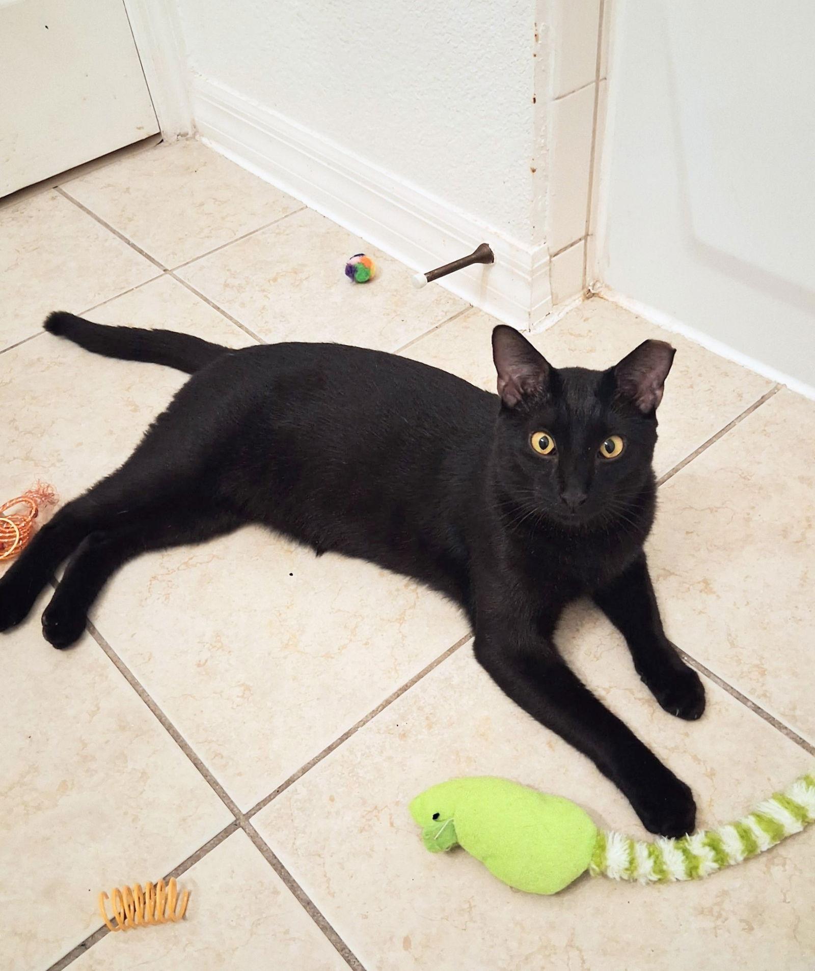 Enlarge Buddy, a Adoptable Domestic Short Hair in St. Cloud, FL image 1/3