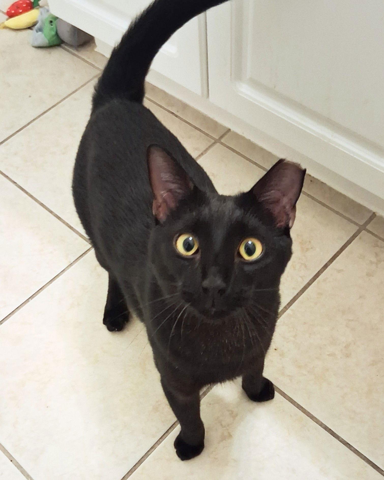 Enlarge Buddy, a Adoptable Domestic Short Hair in St. Cloud, FL image 2/3