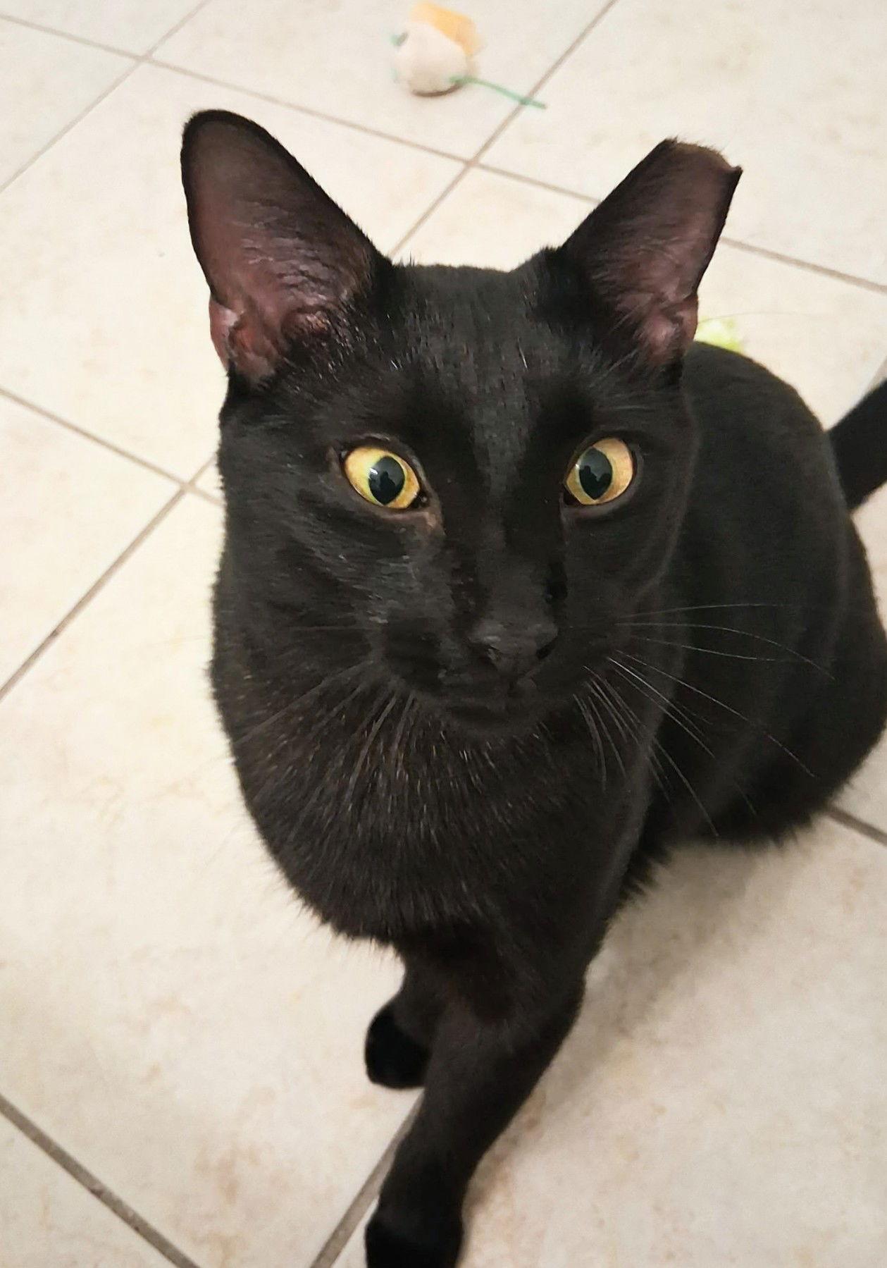 Enlarge Buddy, a Adoptable Domestic Short Hair in St. Cloud, FL image 3/3