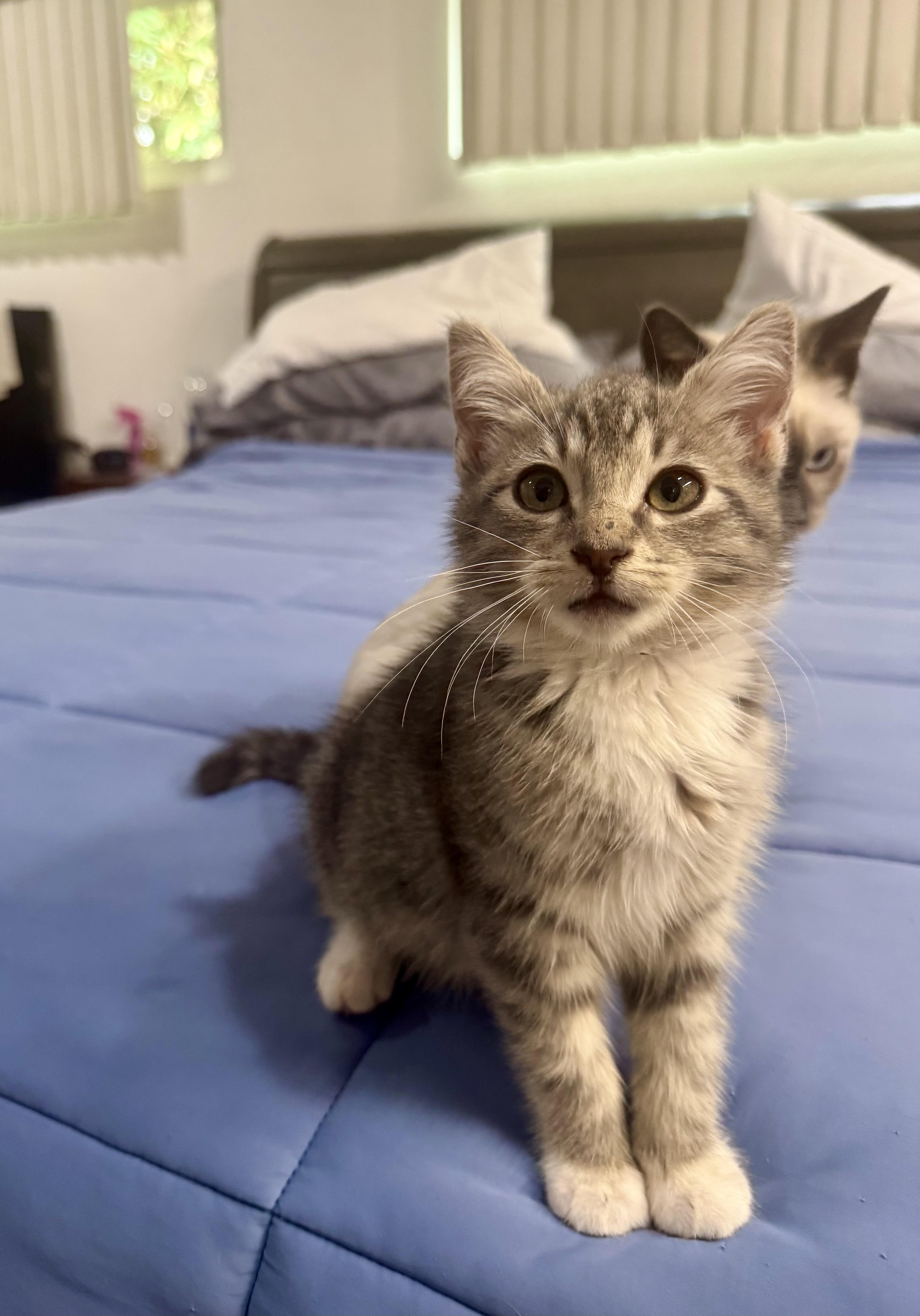 Smokey and Bandit, an adopted mixed breed in Mission Viejo, CA image 3/6