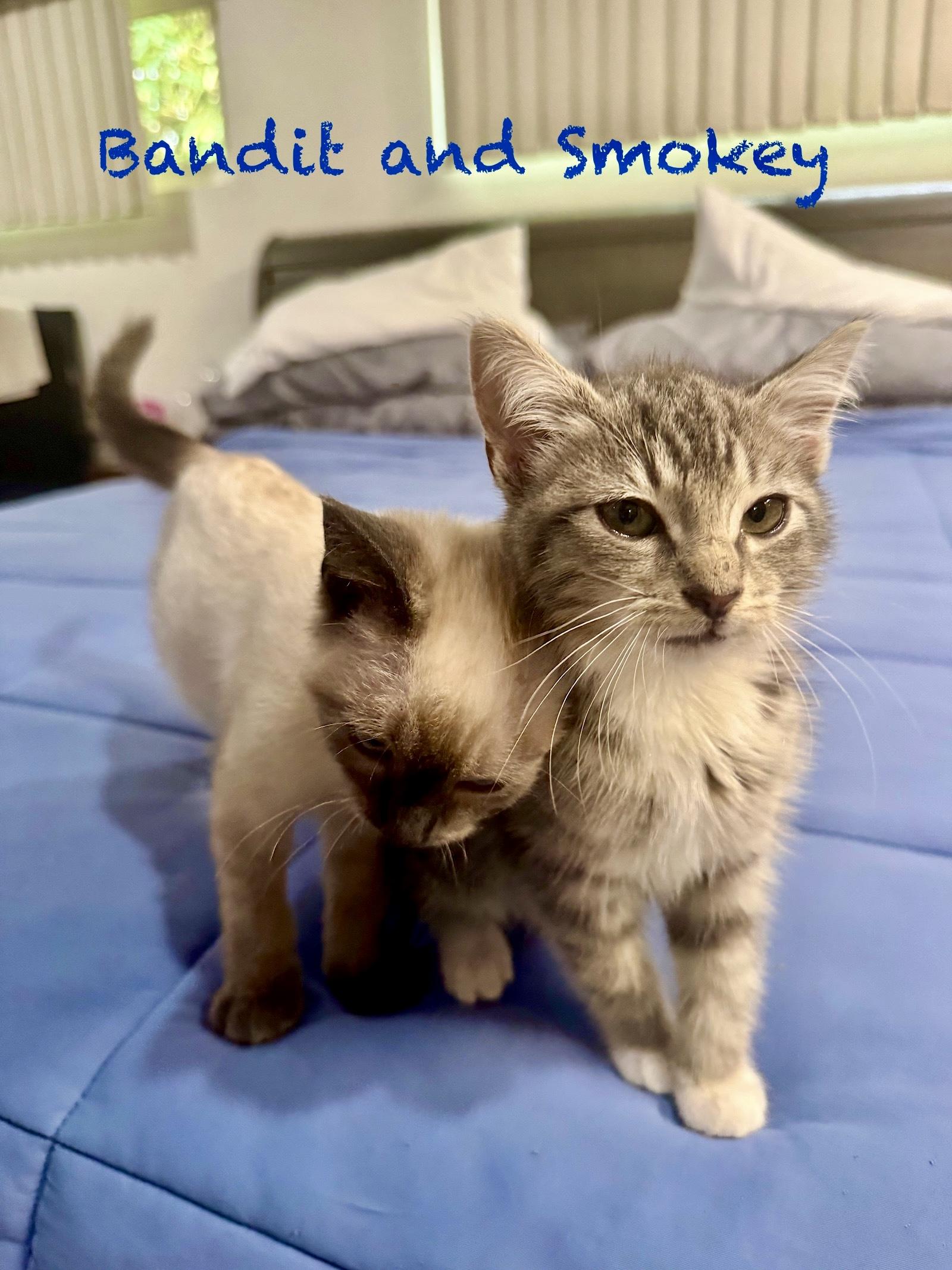Smokey and Bandit, an adopted mixed breed in Mission Viejo, CA image 1/6