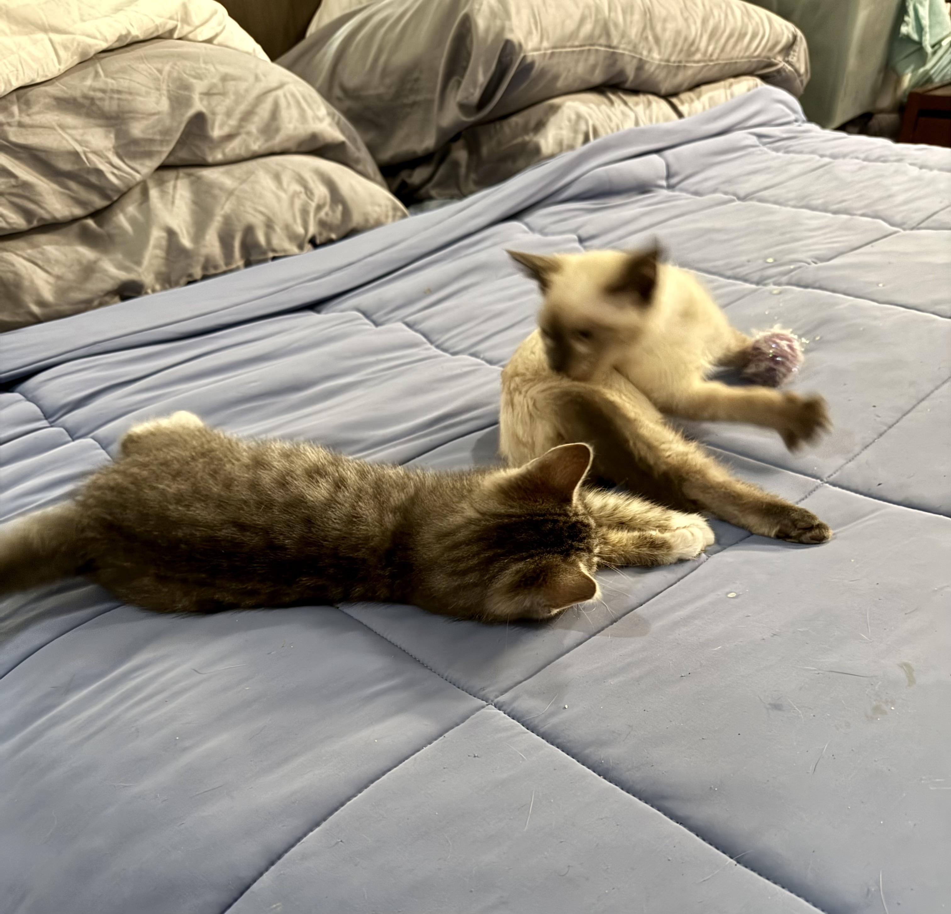 Smokey and Bandit, an adopted mixed breed in Mission Viejo, CA image 4/6