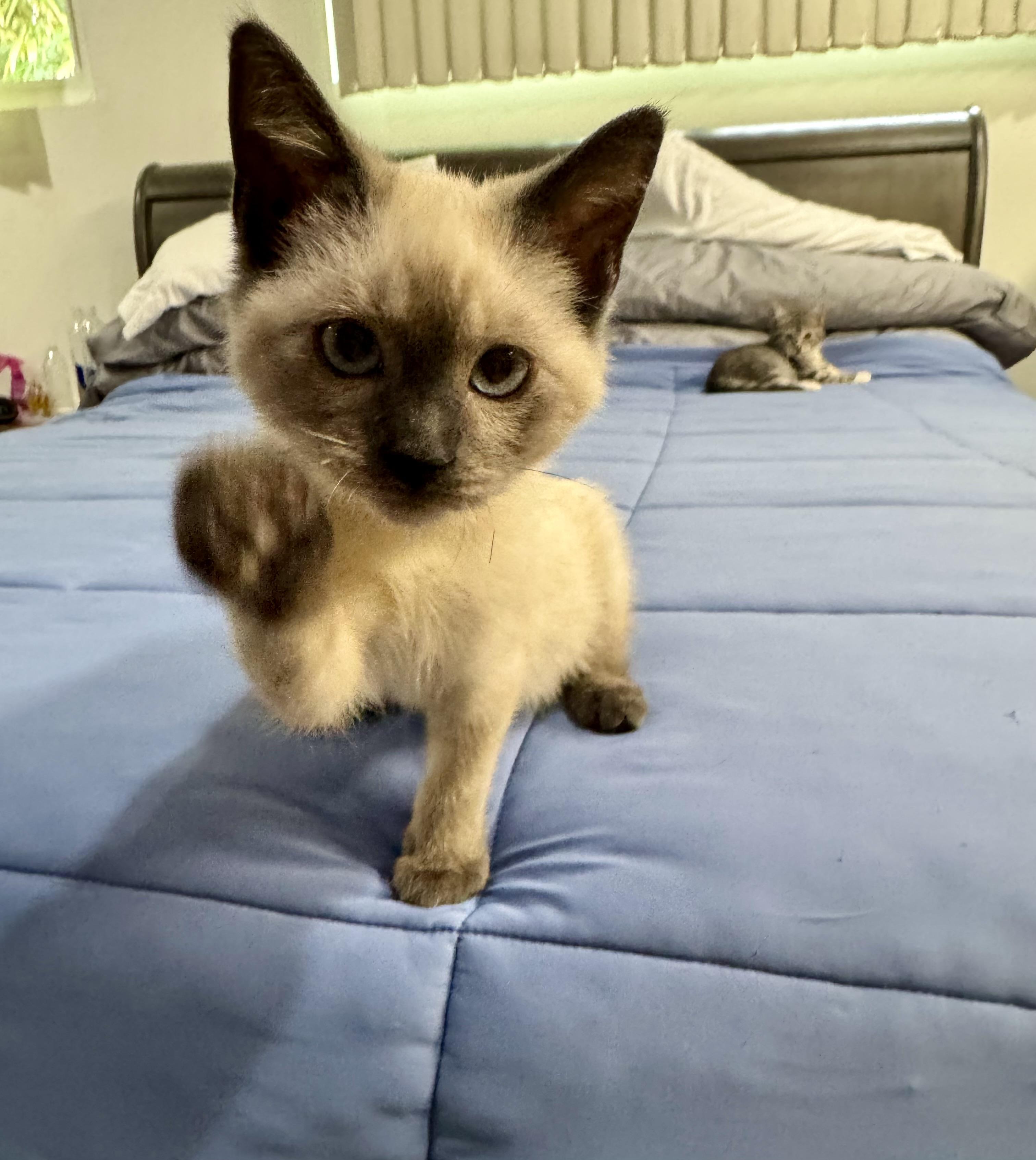 Smokey and Bandit, an adopted mixed breed in Mission Viejo, CA image 2/6