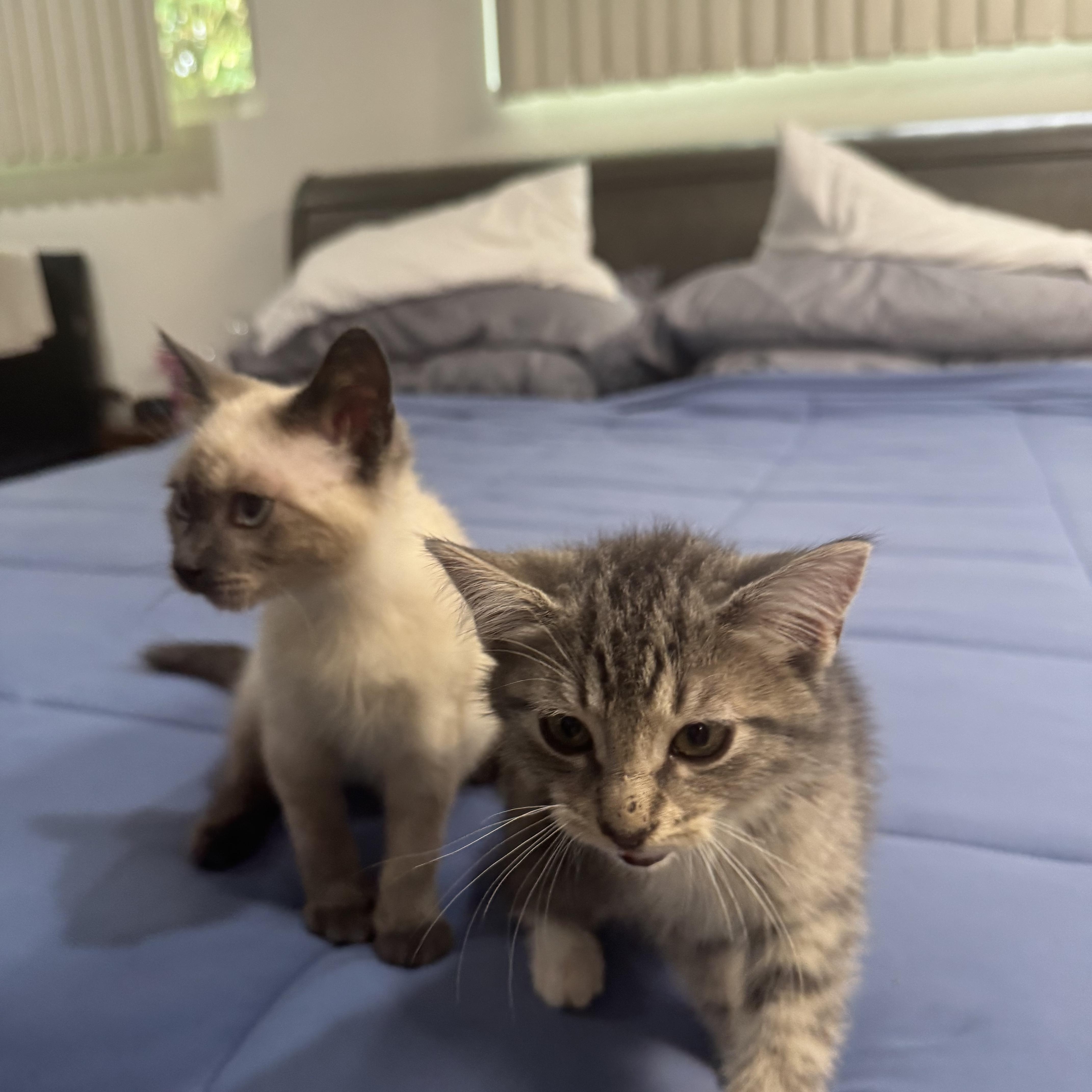 Smokey and Bandit, an adopted mixed breed in Mission Viejo, CA image 5/6