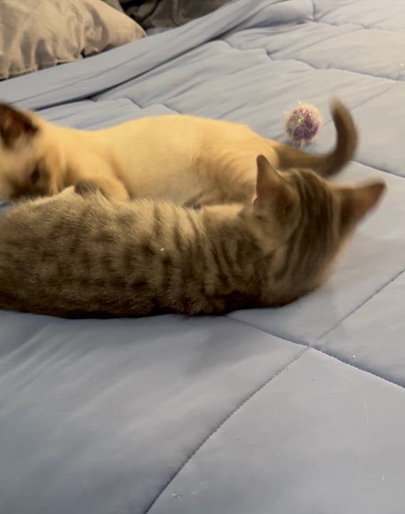 Enlarge Smokey and Bandit, an adopted mixed breed in Mission Viejo, CA video 6/6