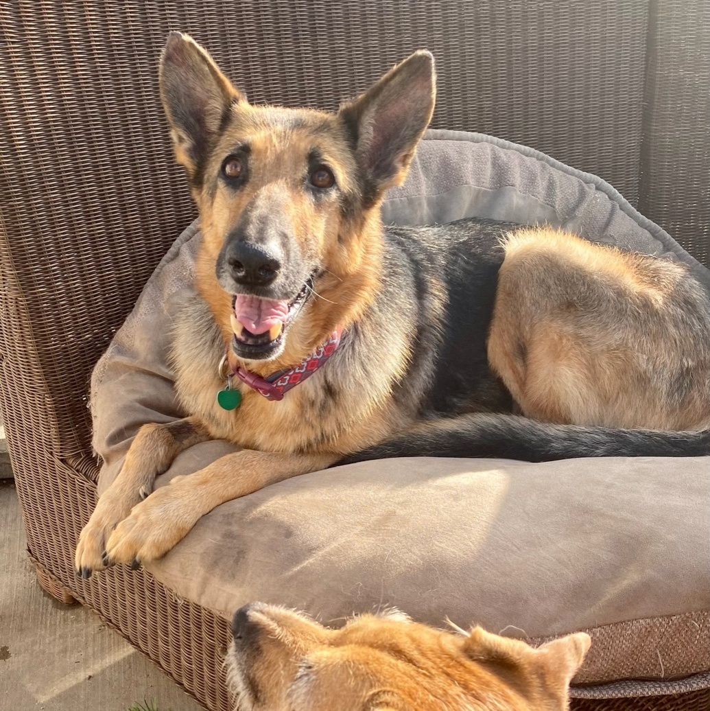 Enlarge Dottie, a Adoptable German Shepherd Dog in Newport Beach, CA image 1/7