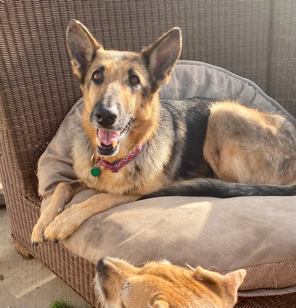 Enlarge Dottie, a Adoptable German Shepherd Dog in Newport Beach, CA image 1/12