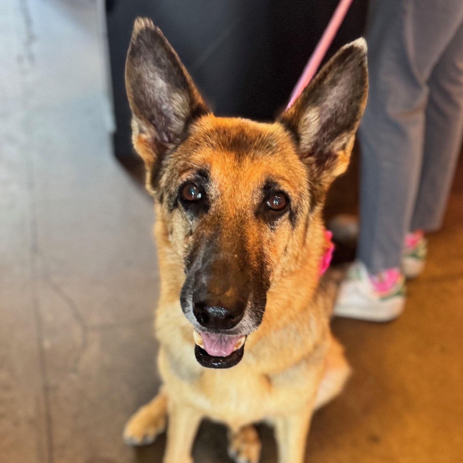 Enlarge Dottie, a Adoptable German Shepherd Dog in Newport Beach, CA image 1/6
