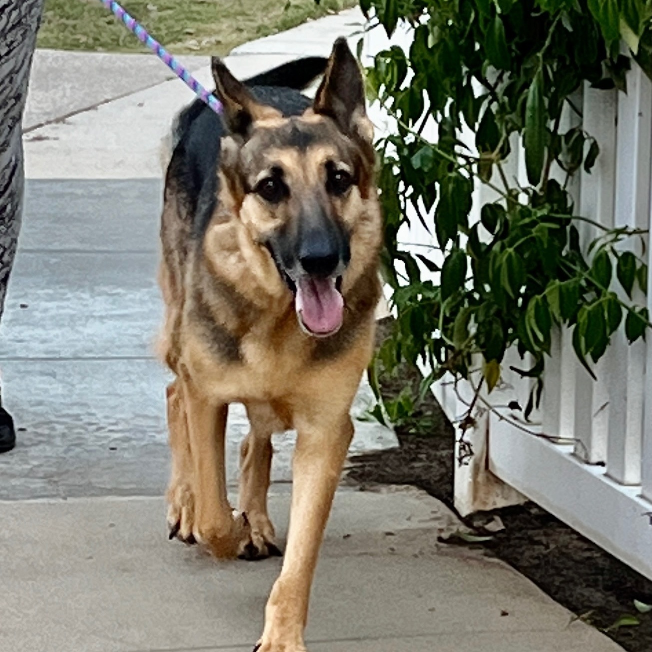 Enlarge Dottie, a Adoptable German Shepherd Dog in Newport Beach, CA image 5/6