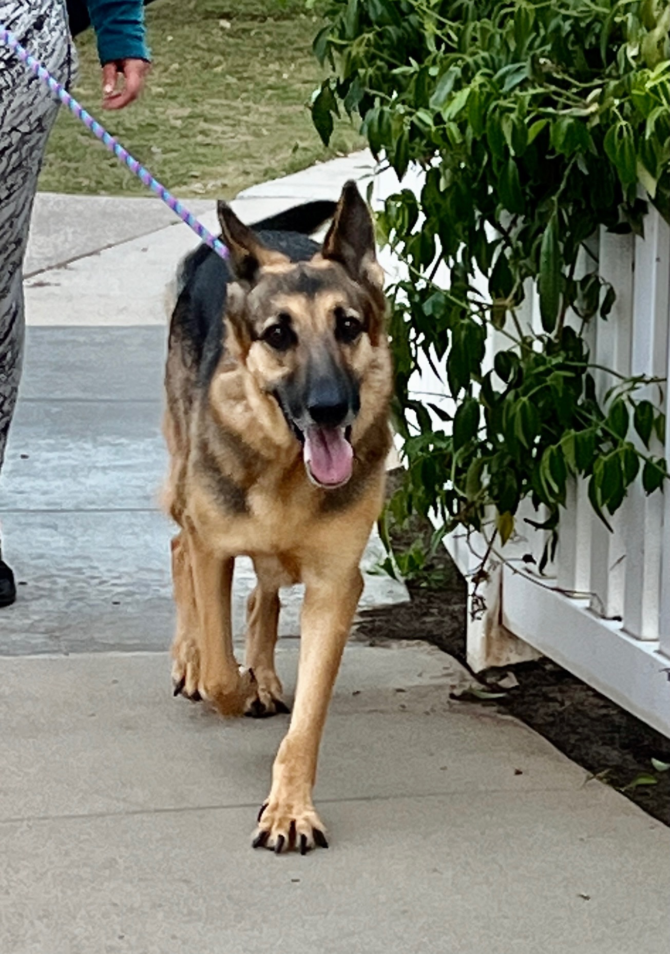 Enlarge Dottie, a Adoptable German Shepherd Dog in Newport Beach, CA image 2/12