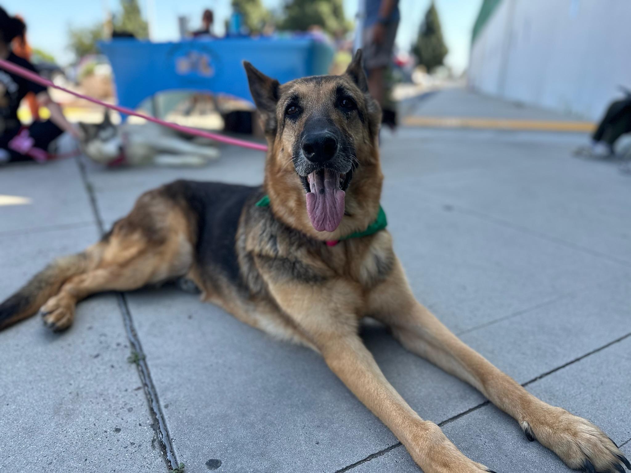 Enlarge Dottie, a Adoptable German Shepherd Dog in Newport Beach, CA image 6/6